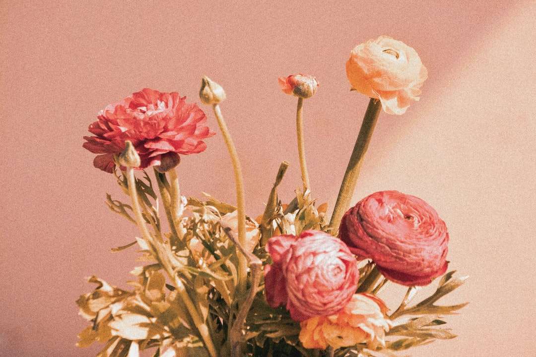 różowe róże w rozkwicie z bliska zdjęcie puzzle online