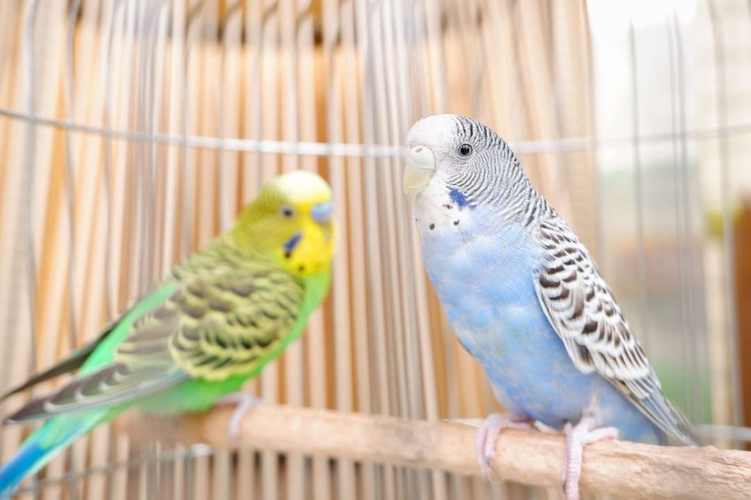 niebieski żółty i zielony ptak puzzle online