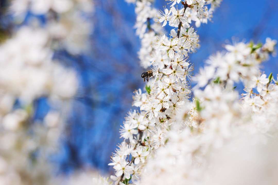 czarno-żółta pszczoła na białym kwiatku w ciągu dnia puzzle online