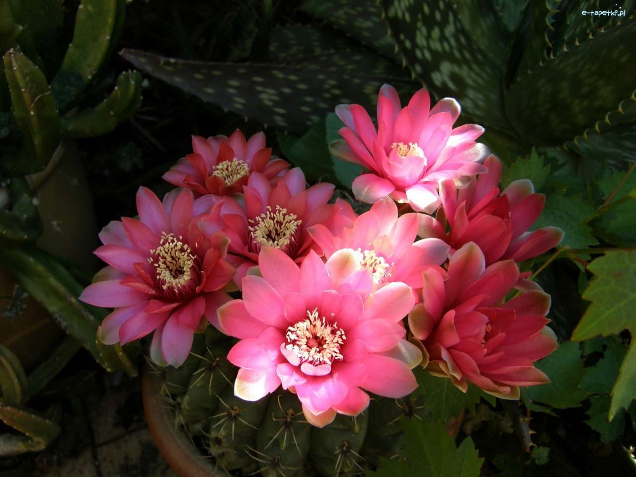 różowe kwiaty kaktusa puzzle online