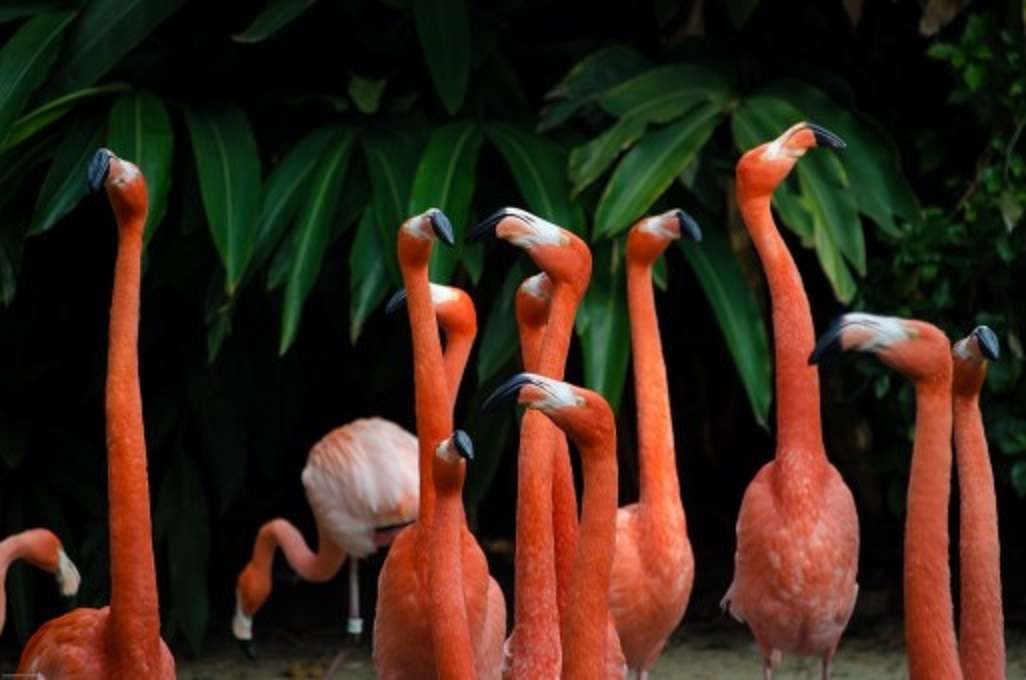 Różowy tropikalny ptak puzzle online