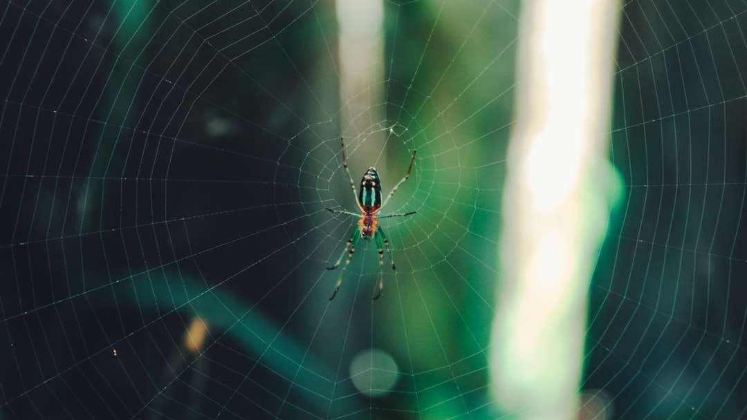 czarny i żółty pająk w sieci w fotografii z bliska puzzle online