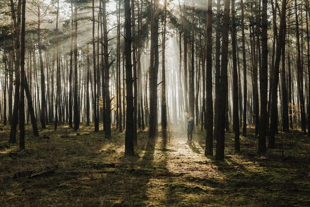 osoba spacerująca po lesie w ciągu dnia puzzle online