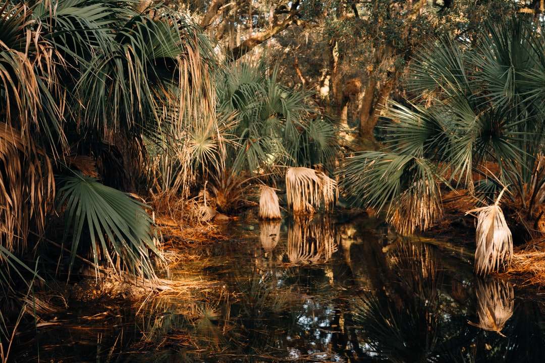 tygrys na wodzie w pobliżu zielonej palmy w ciągu dnia puzzle online