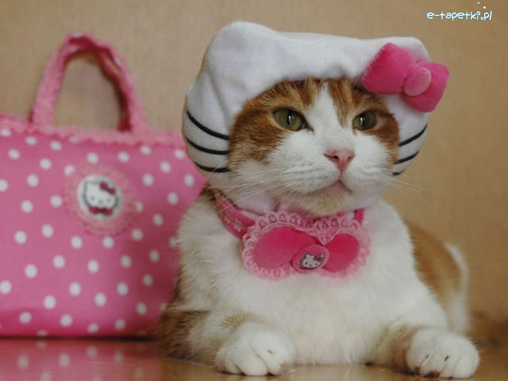 brytyjski Kotek, Hello Kitty puzzle online