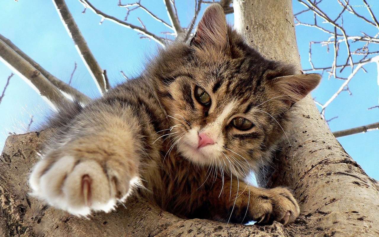 kitten op de boom legpuzzel