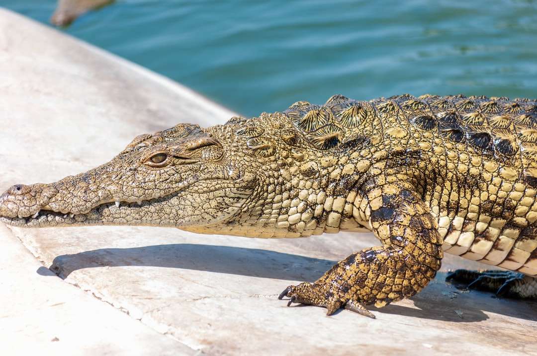 brązowy krokodyl na białym piasku w ciągu dnia puzzle online