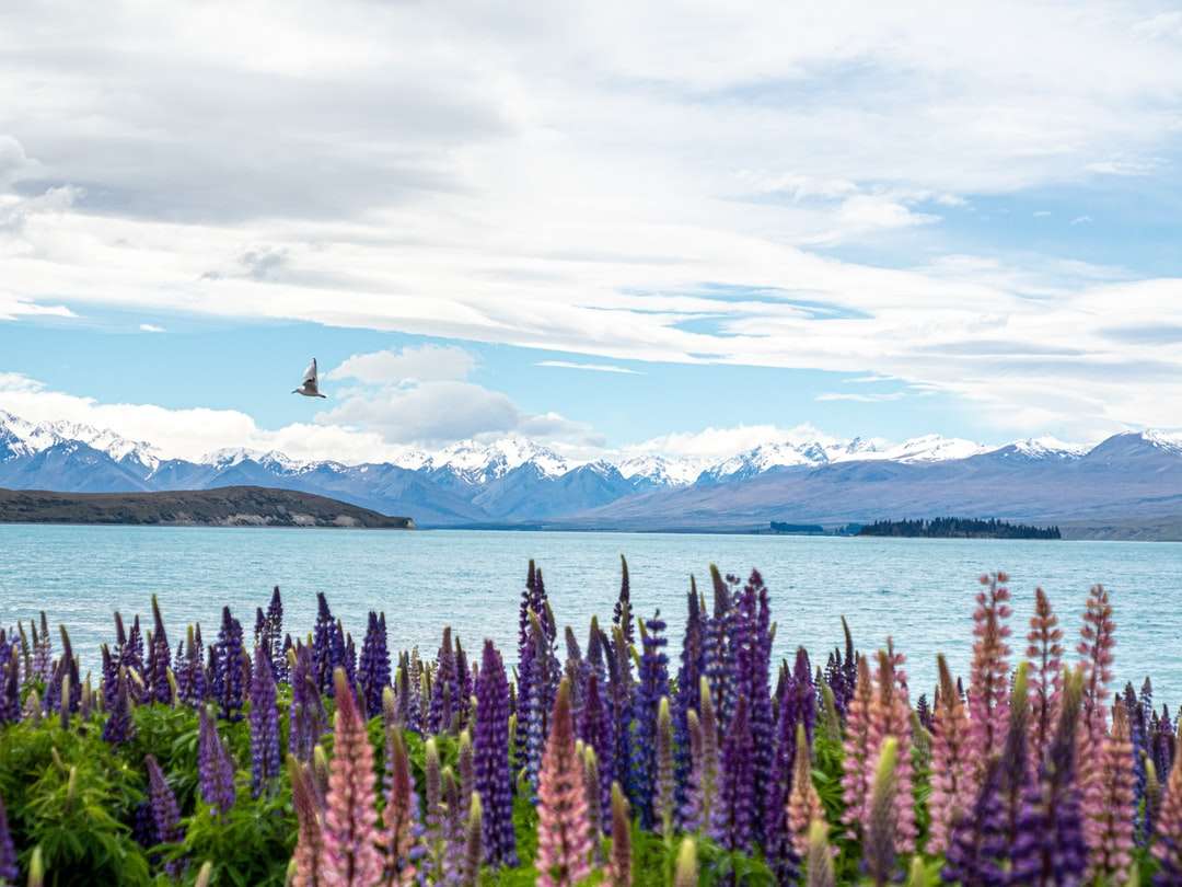 fioletowe pole kwiatowe w pobliżu morza puzzle online