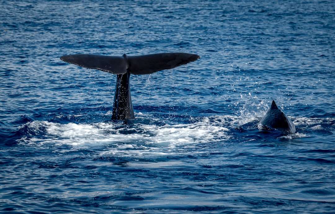 ogon wieloryba na zbiorniku wodnym w ciągu dnia puzzle online