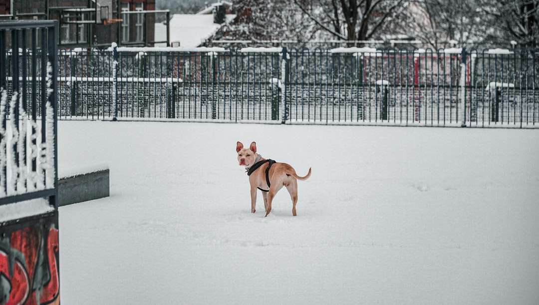 brązowy krótki płaszcz średni pies biegnący po zaśnieżonej ziemi puzzle online
