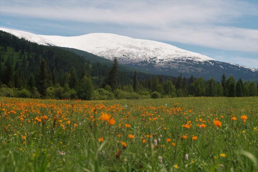 żółte pole kwiatów w pobliżu góry pokryte śniegiem puzzle online