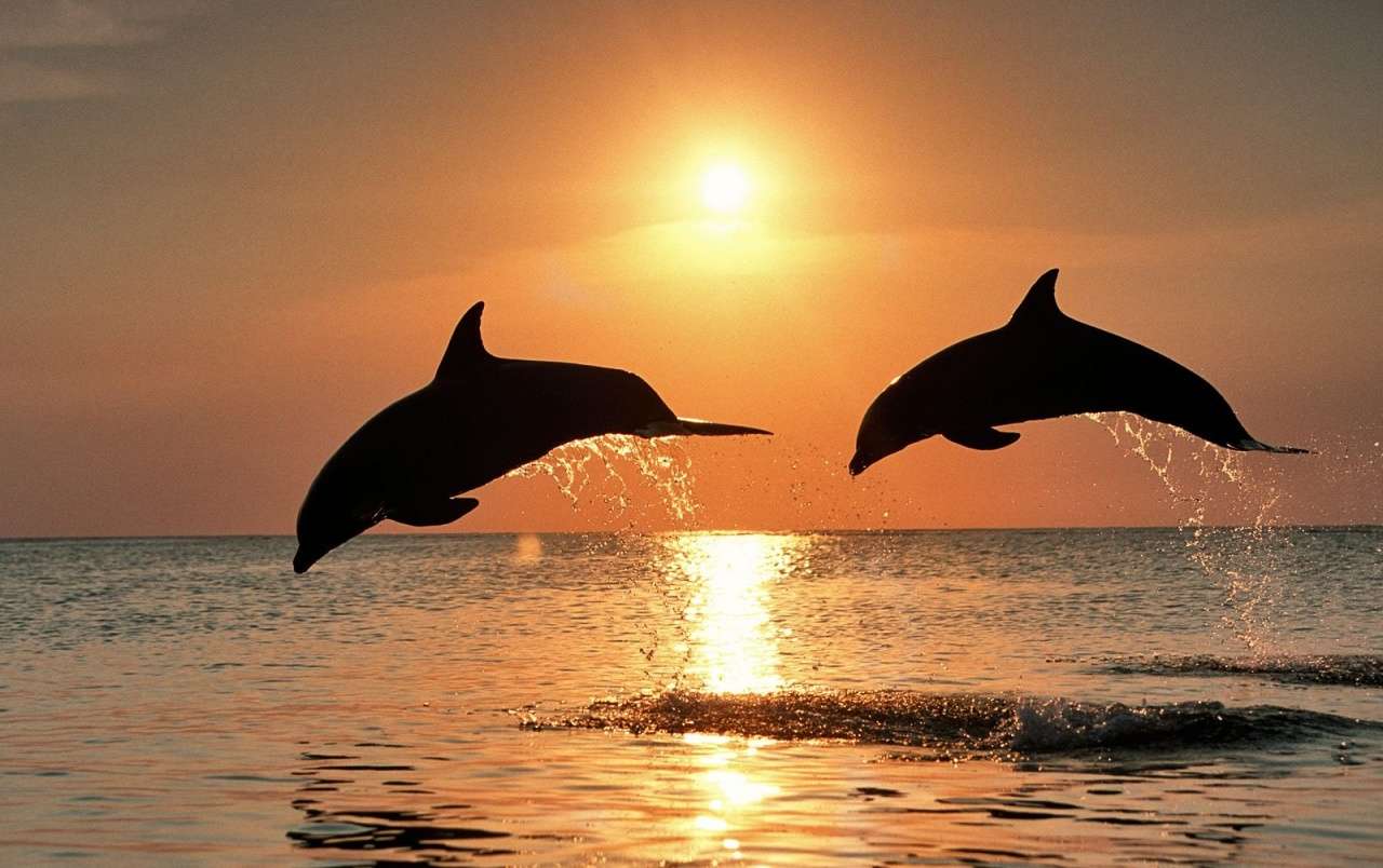Dzika fauna: delfiny skaczące o zachodzie słońca puzzle online