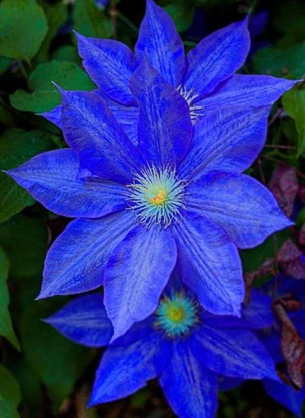 Niebieskie kwiaty gwiazdy puzzle online