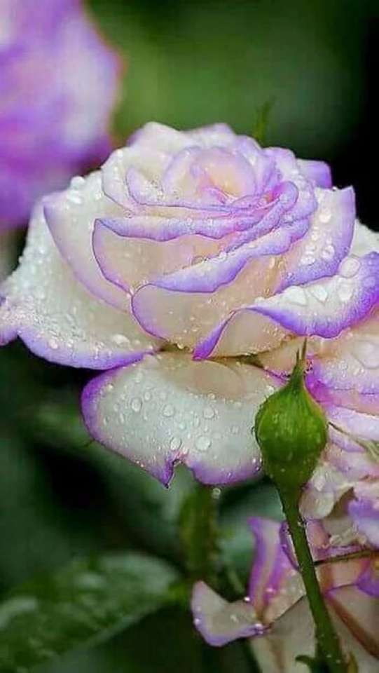 Róża biało-fioletowa w ogrodzie puzzle online