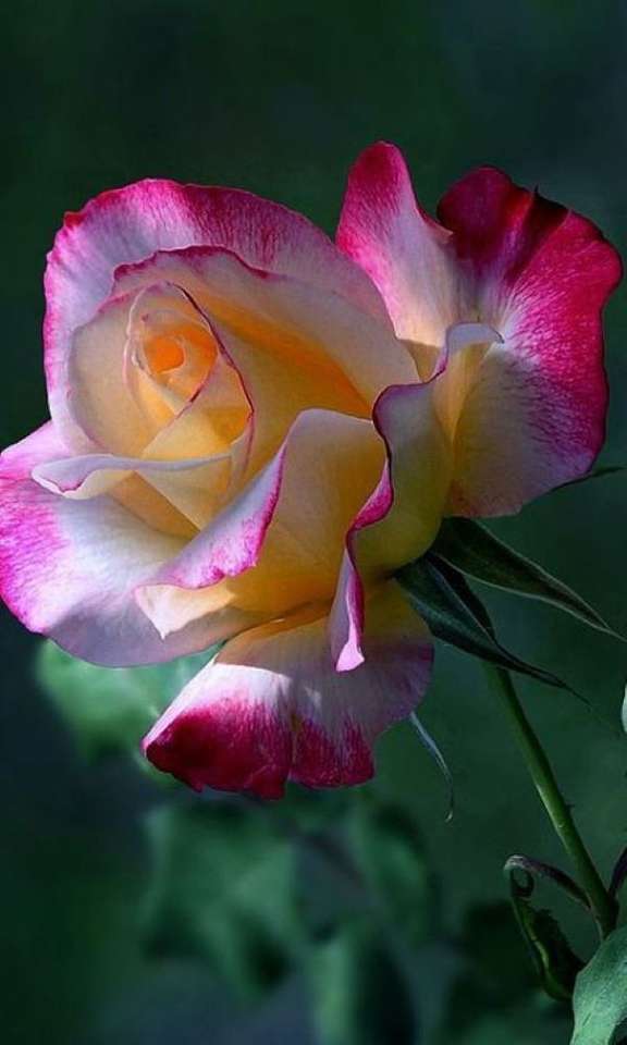 Róża w kolorze różowo-biało-żółtym puzzle online