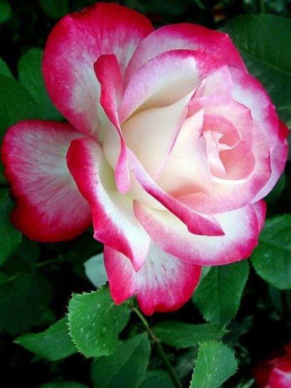 Róża w kolorze różowo-białym puzzle online