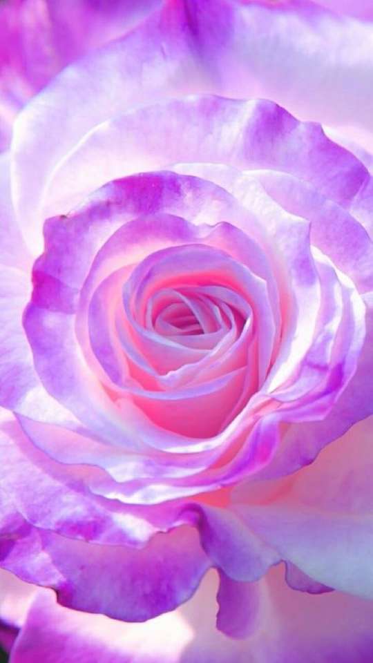 Fioletowo-biało-różowa róża puzzle online