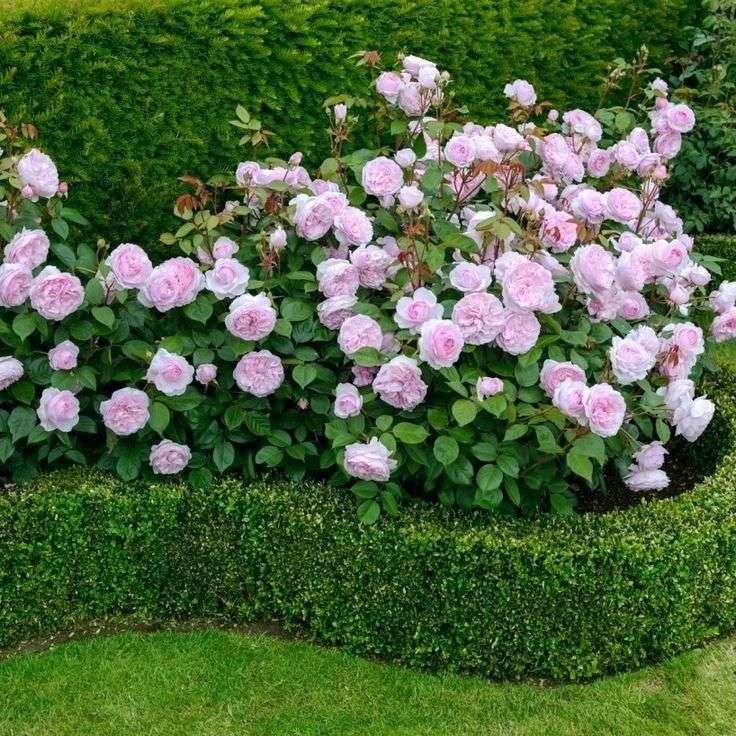 Oprawione różowe róże w ogrodzie puzzle online