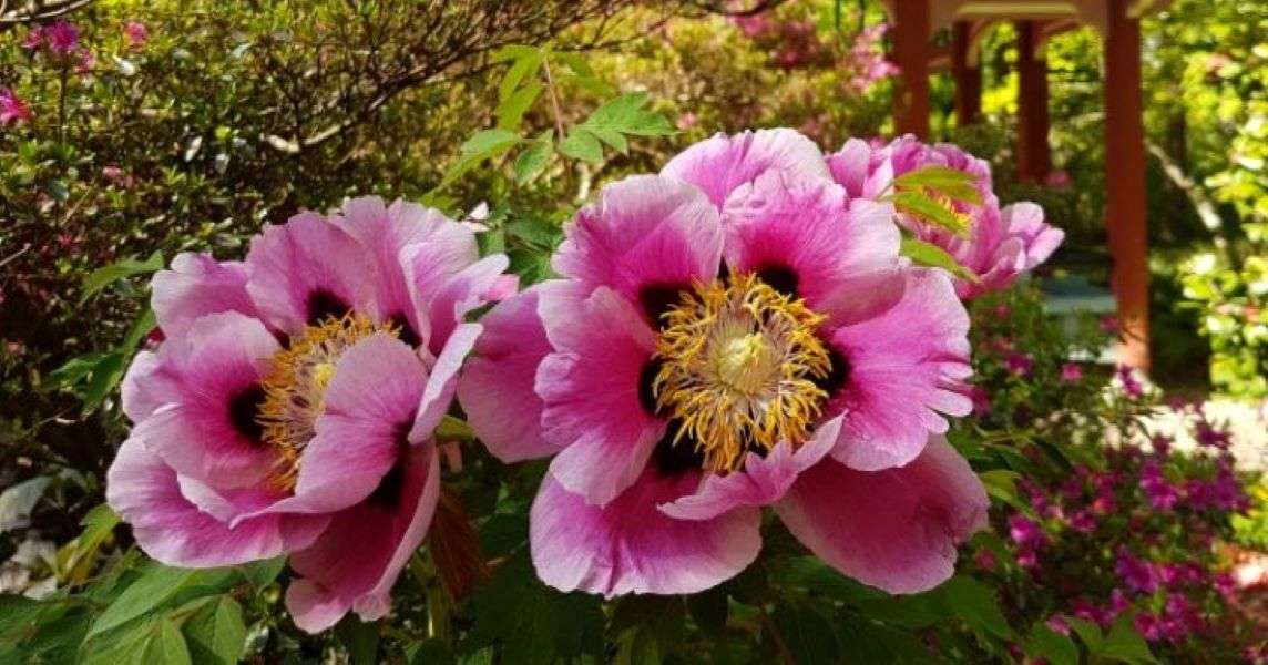Pinky Flowers w ogrodzie puzzle online