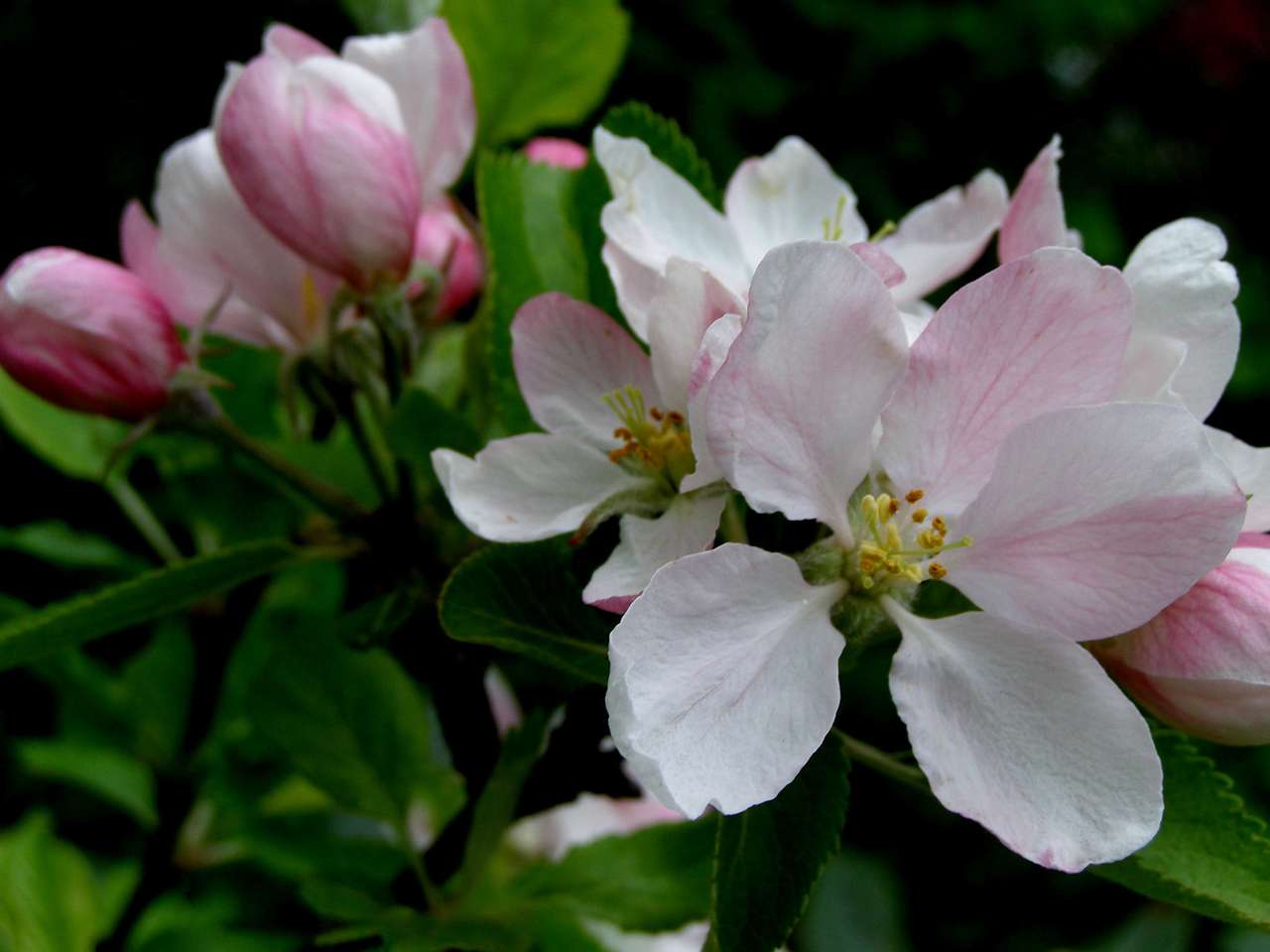 Owoce kwitnie na drzewie owocowym puzzle online