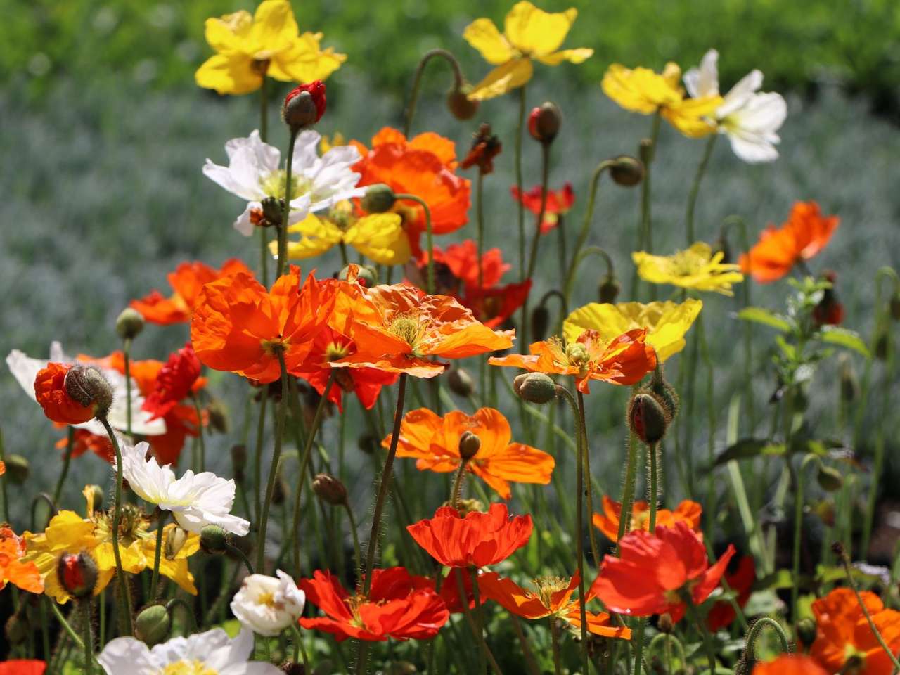 Kwiaty maku islandzkiego biało - żółto - pomarańczowo - czerwone puzzle online