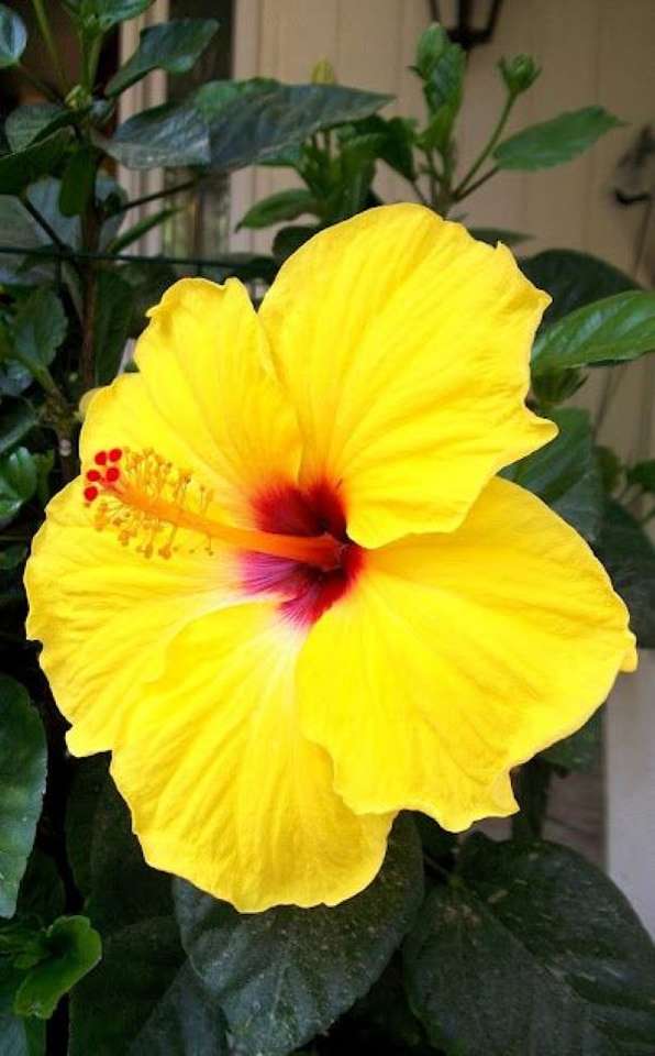 Yellow hibiscus flower in the room puzzle