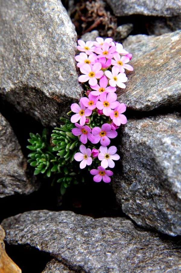 Małe różowe kwiaty między skałami puzzle online