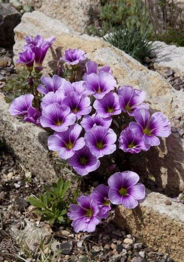 Fioletowe kwiaty wśród skał puzzle online
