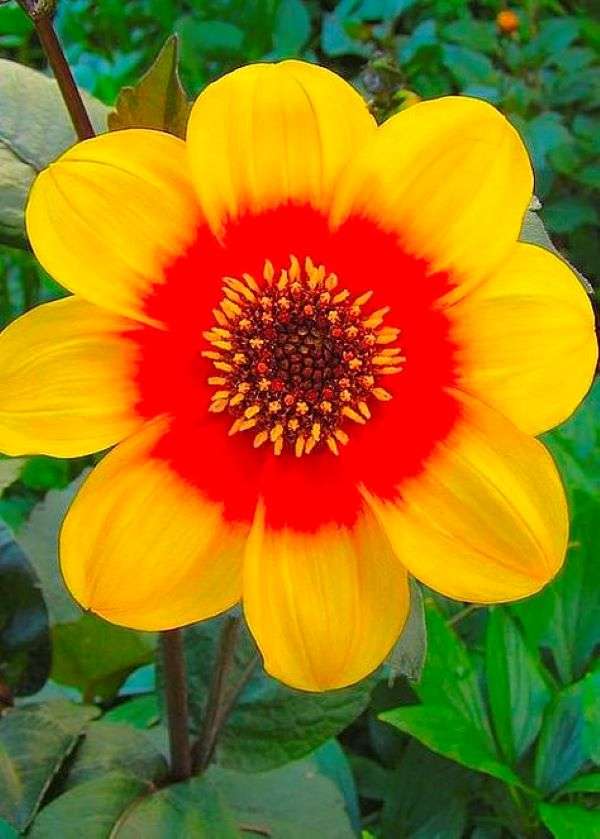 Żółto-pomarańczowy kwiat w ogrodzie puzzle online