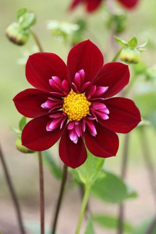 Kwiat ciemny czerwony różowy w ogrodzie puzzle online