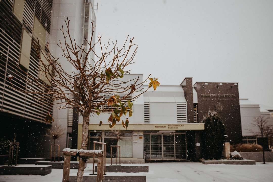 brązowe i białe drzewo na ziemi pokrytej śniegiem puzzle online