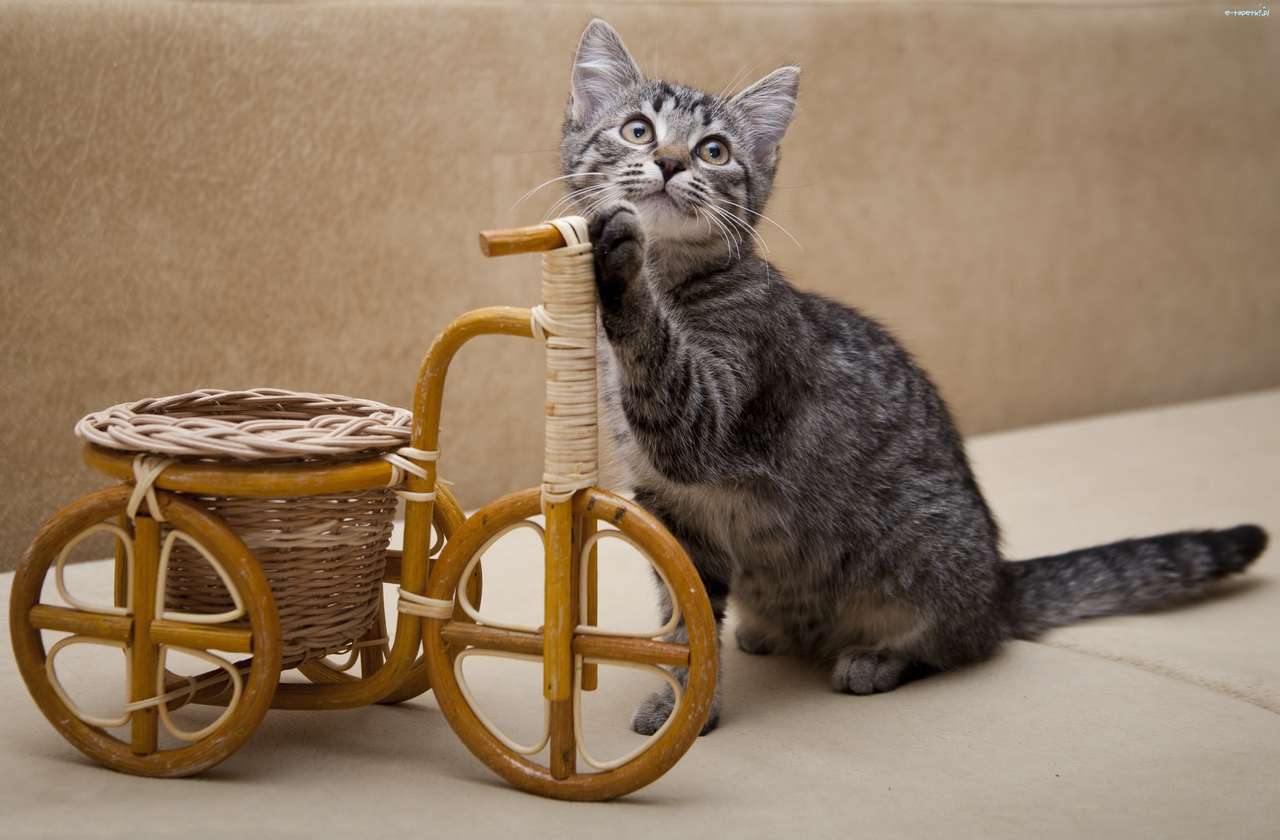 kotek przy rowerku wiklinowym puzzle online