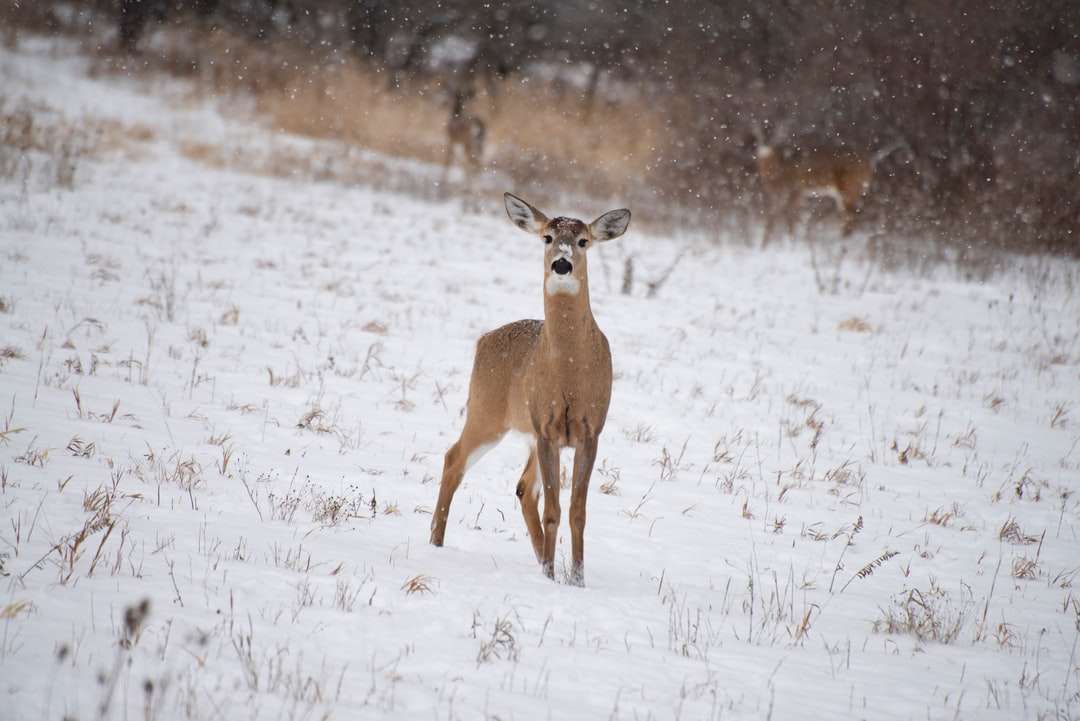 brązowy jeleń na białym polu pokryte śniegiem w ciągu dnia puzzle online