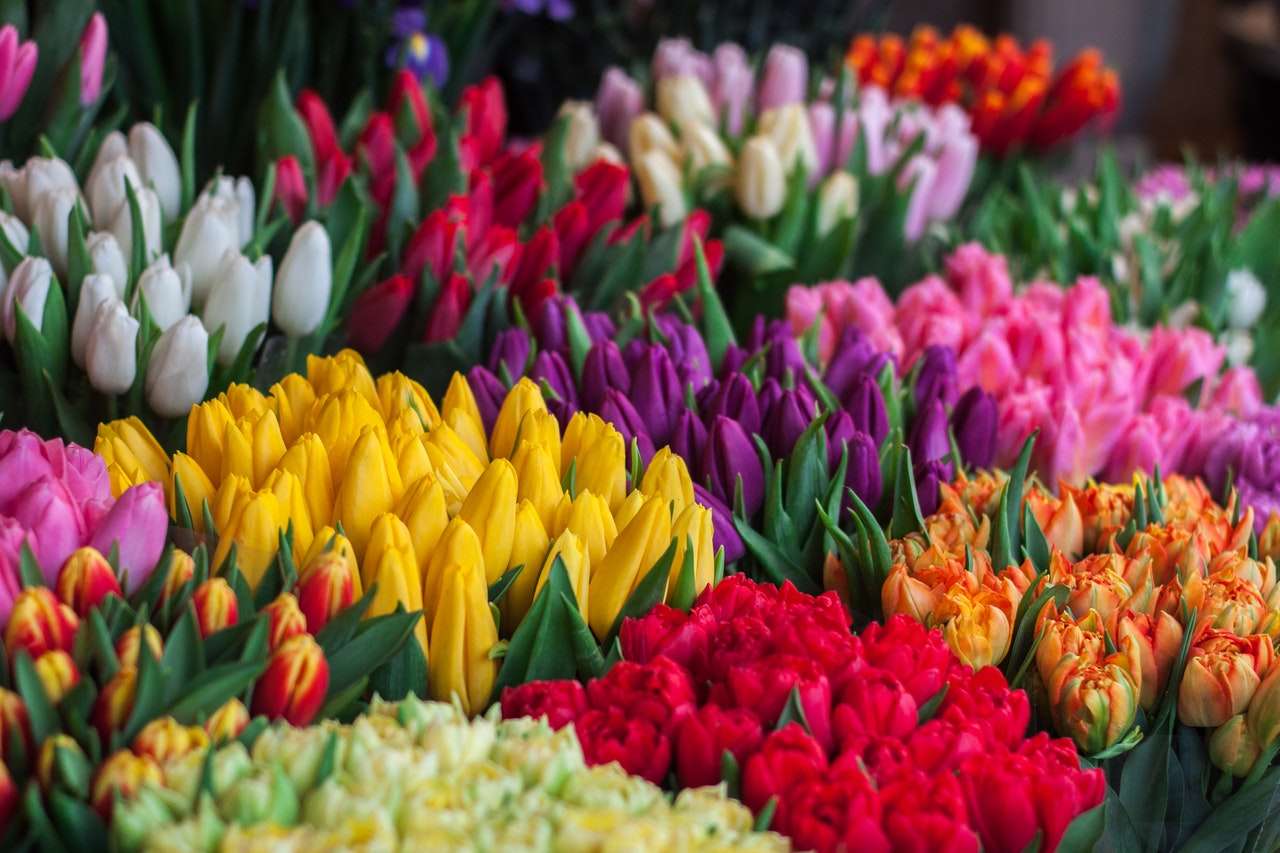 Zbiory tulipanów puzzle online