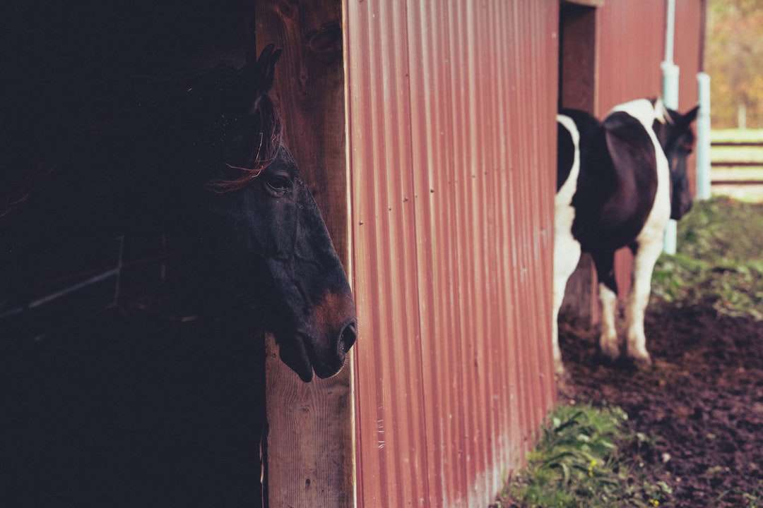 czarny koń je trawę obok brązowego drewnianego ogrodzenia puzzle online