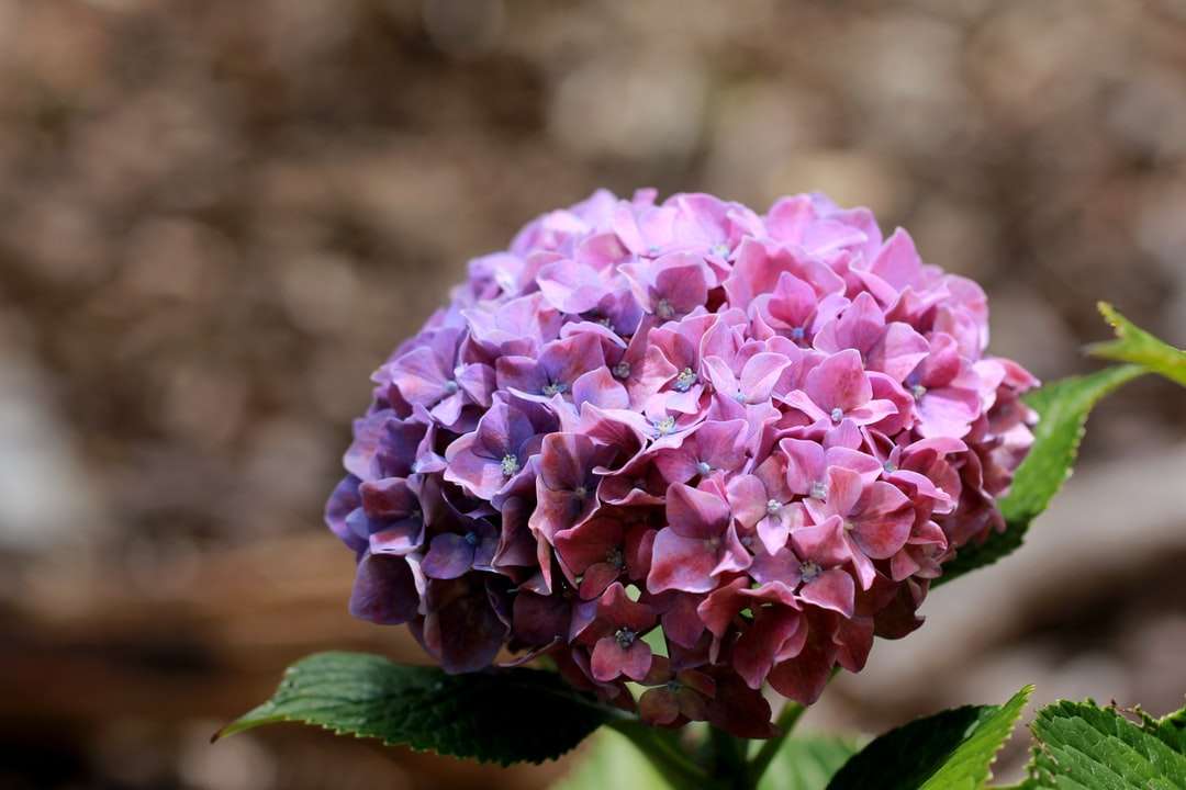 purpurowy kwiat w soczewce tilt shift puzzle online
