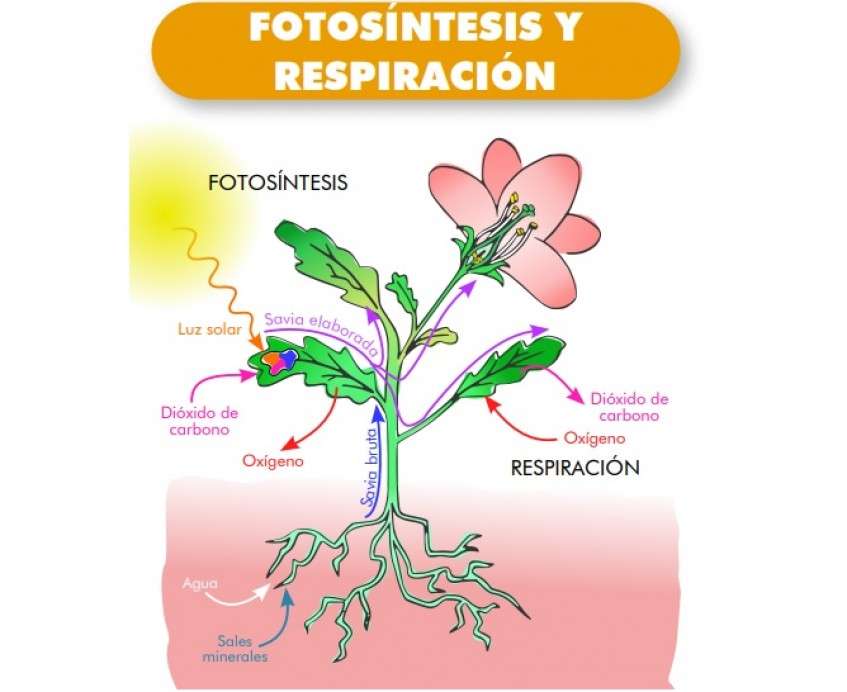 Fotosynteza puzzle online