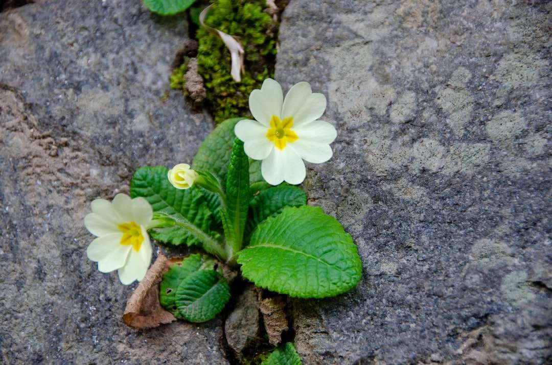biały kwiat z zielonymi liśćmi puzzle online