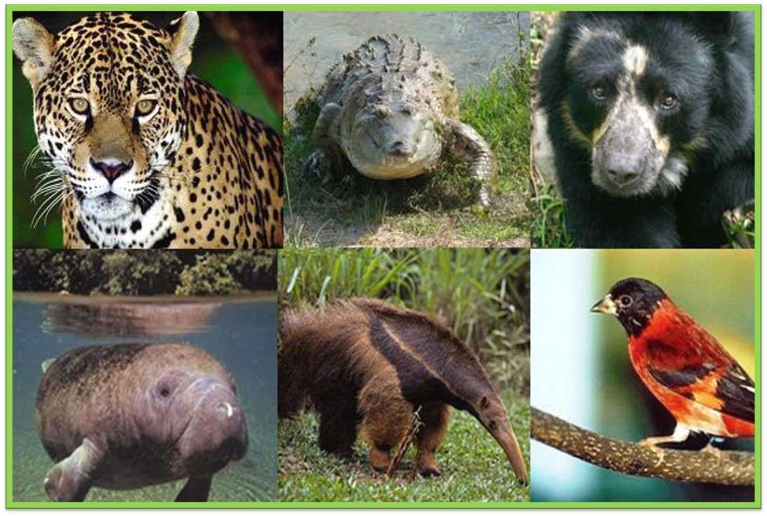 Zwierzęta zagrożone wyginięciem w Wenezueli puzzle online