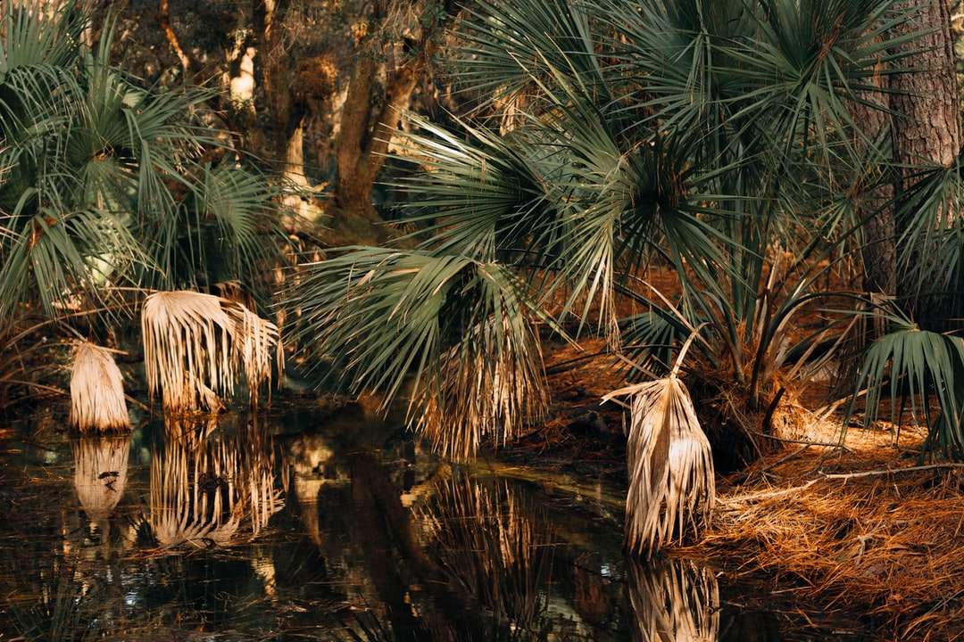 zielone palmy nad rzeką puzzle online