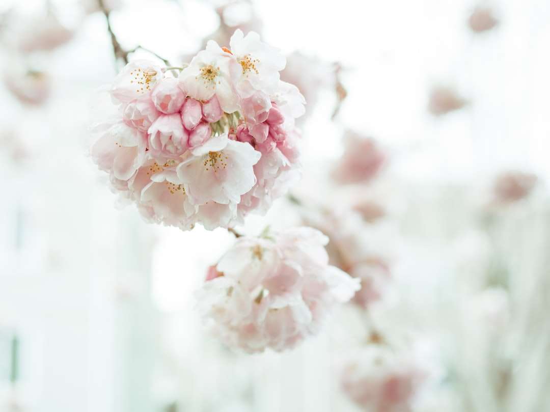 biały i różowy kwiat wiśni w fotografii z bliska puzzle online
