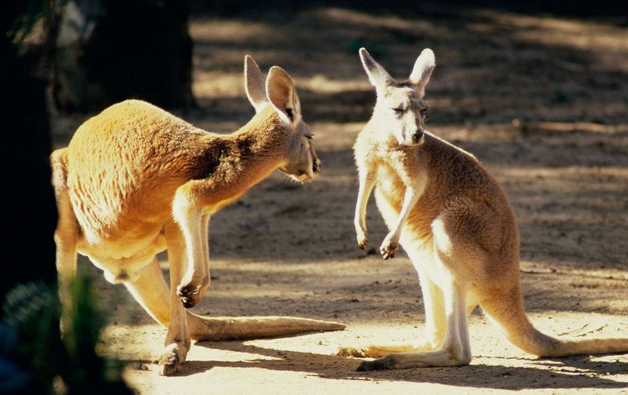 Dzika przyroda: australijskie kangury puzzle online