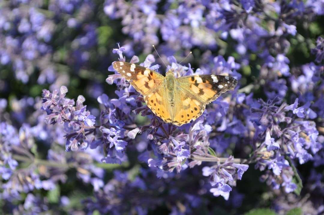 żółty i czarny motyl na fioletowym kwiecie puzzle online
