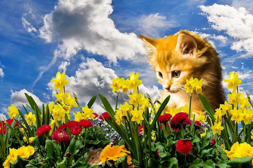 Niebo, kotek i kwiatki. puzzle online