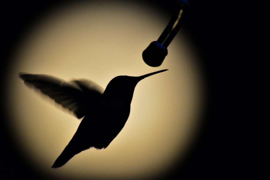 czarny koliber latający w powietrzu puzzle online