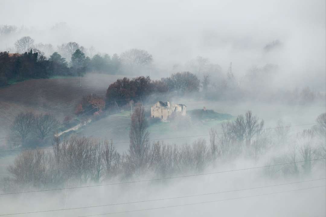 zielone drzewa pokryte mgłą puzzle online