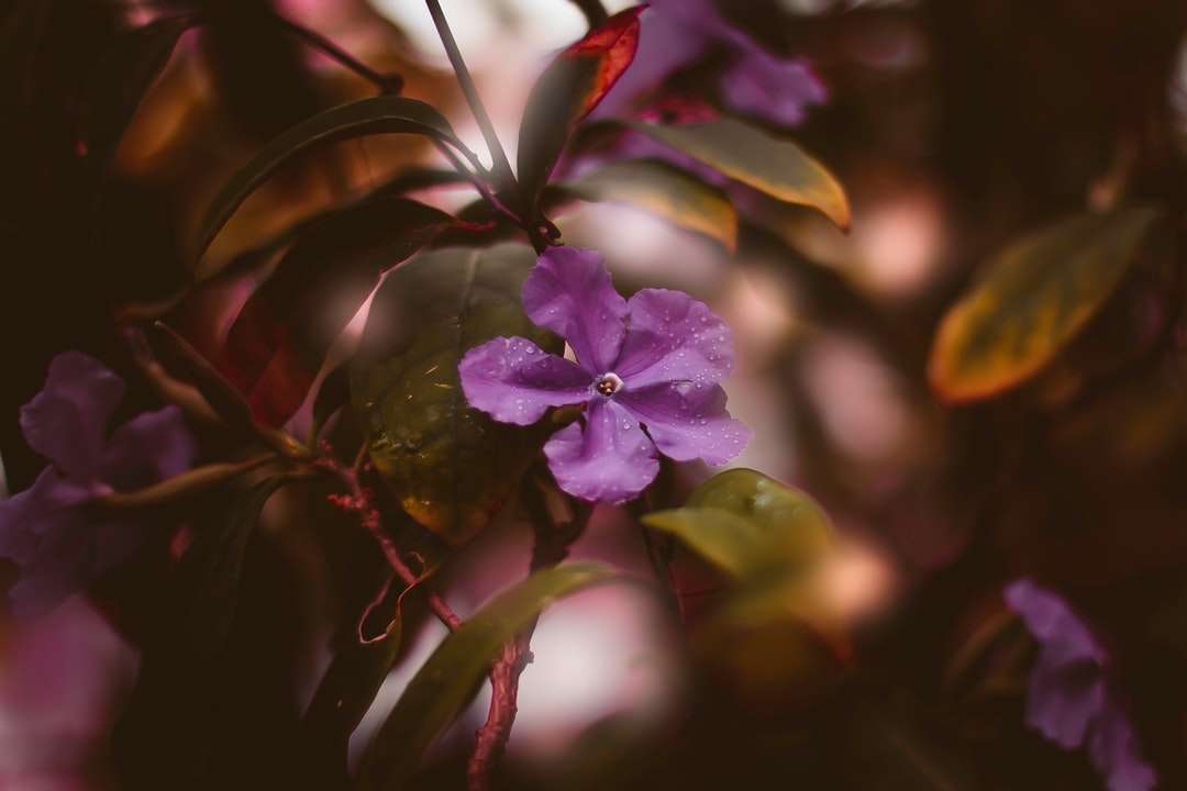 purpurowy kwiat w soczewce tilt shift puzzle online