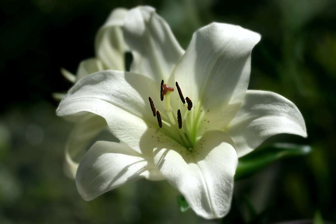 biały kwiat z brązowym i czarnym owadem puzzle online