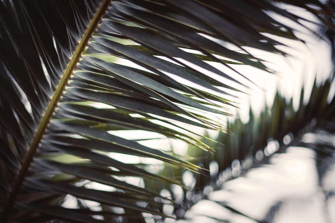 zielona palma w ciągu dnia puzzle online