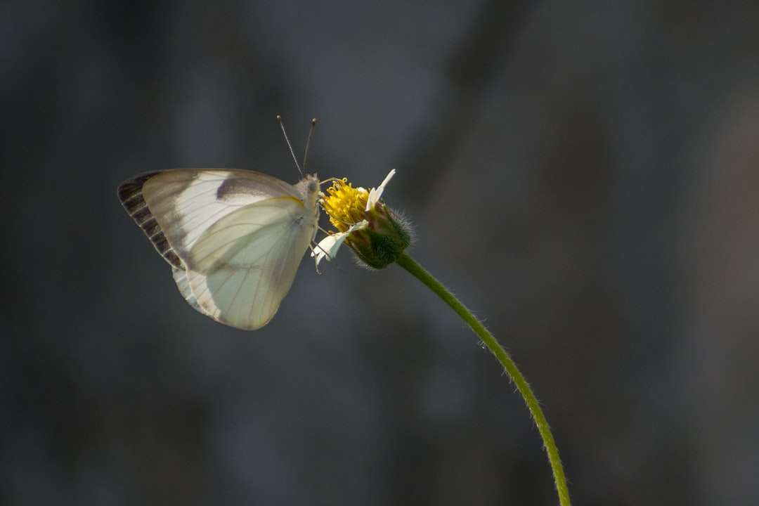 biały motyl siedzący na zielonej roślinie puzzle online
